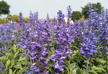 花都香草世界第 29 张图片