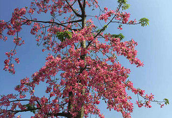 花都香草世界第 32 张图片