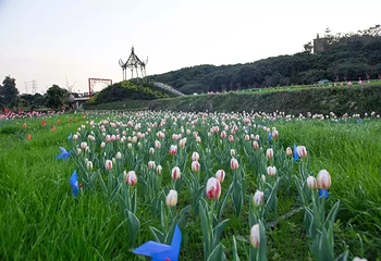 泉州鲜花港第 17 张图片