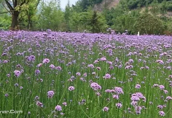黄岩交旅蓝美田园第 5 张图片