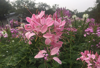 花都香草世界第 23 张图片