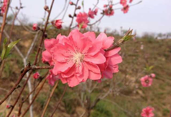 平安山生态旅游风景区第 49 张图片