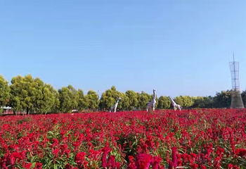 花都香草世界第 76 张图片