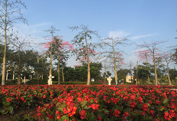 花都香草世界第 100 张图片