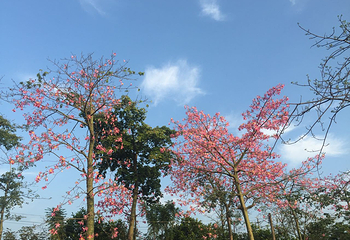 花都香草世界第 64 张图片