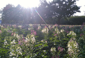花都香草世界第 36 张图片