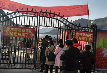 黄龙壹号鲍湾村草莓园第 2 张图片