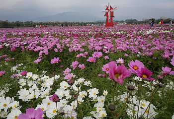 清远太平马岳村格桑花海第 3 张图片