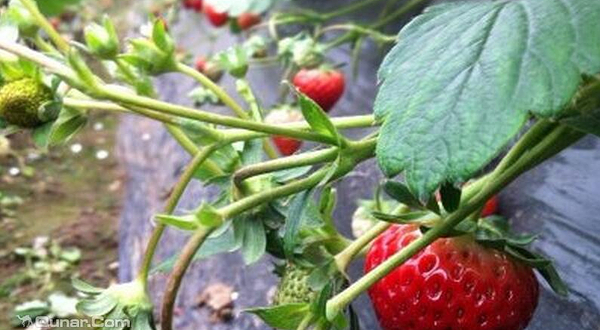 小时候农庄采摘园