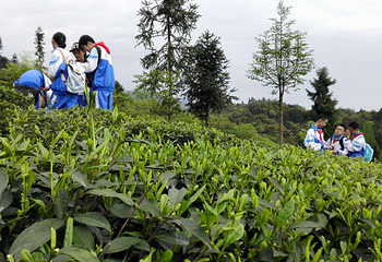 茶溪谷第 25 张图片