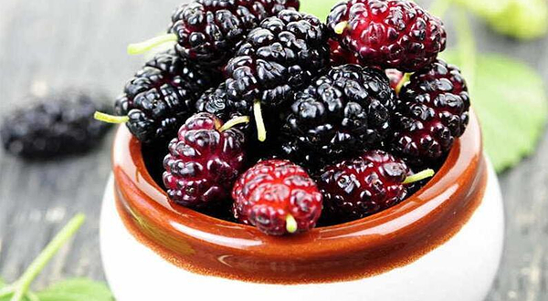 千百度桑葚采摘园