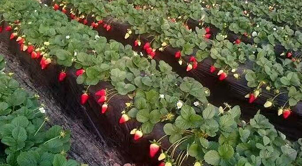 百富源温泉草莓采摘庄园