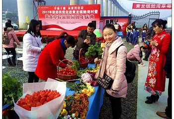 黄龙壹号鲍湾村草莓园第 3 张图片