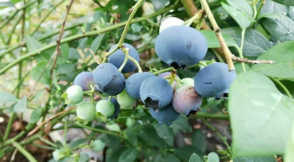 忆乡源生态蓝莓园