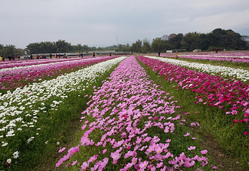 清远太平马岳村格桑花海第 4 张图片