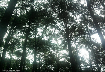 凤山森林浴场第 2 张图片