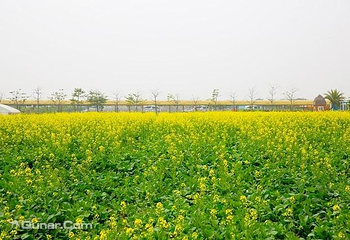 广东佛山宝苞农场第 17 张图片