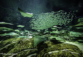 佛罗里达水族馆第 1 张图片