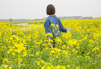 广东佛山宝苞农场第 3 张图片