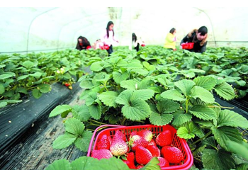 黄龙壹号鲍湾村草莓园第 4 张图片