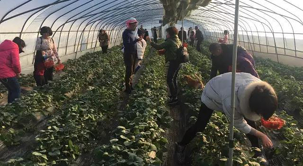 黄龙壹号鲍湾村草莓园