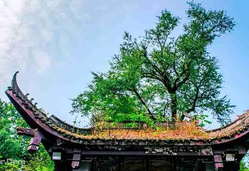 灵峰山第 10 张图片
