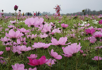 清远太平马岳村格桑花海第 2 张图片