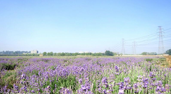 蓝湖薰衣草庄园