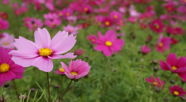 清远太平马岳村格桑花海