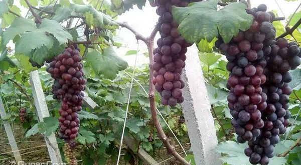 富民生态葡萄园