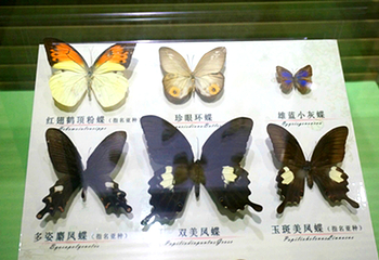 花海乐园第 3 张图片