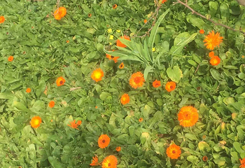 樱花岛生态乐园第 8 张图片
