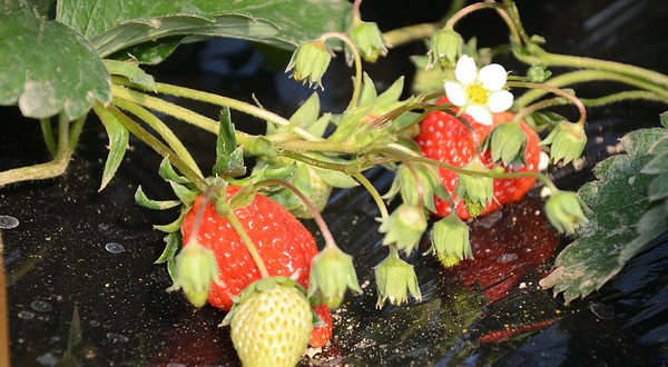 罗田唯嘉生态园