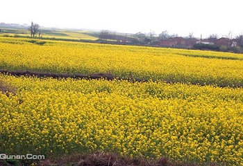 南川北固油菜花基地第 1 张图片