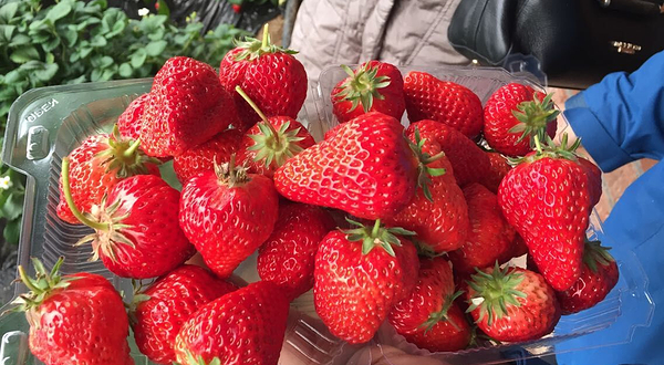 香岛农家草莓采摘园