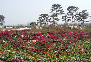 花海乐园第 7 张图片