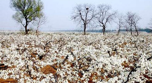 新疆以林丰硕果业梨园