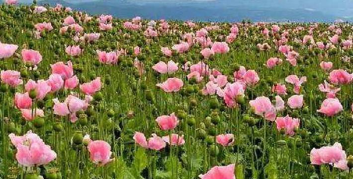 重庆市奉节县新民镇柏木村龙会花谷 查看地图 1 /1 邂逅那里美丽的花