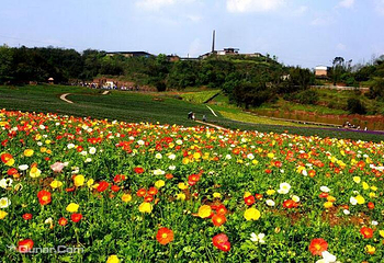 清溪谷旅游区-花田酒地景区第 45 张图片