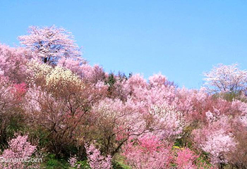 花田广兴宝塔浪漫樱花园第 4 张图片