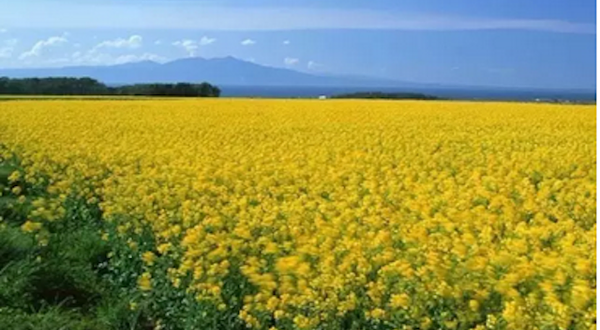 瑞安桐浦油菜花节