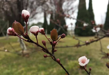 樱花岛生态乐园第 5 张图片