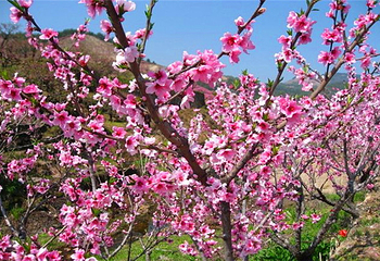 百果园赏花节第 3 张图片