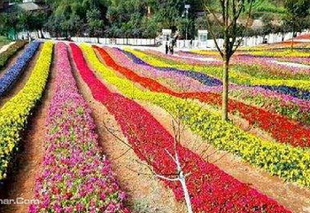 渝北大湾花仙谷花海风车节第 1 张图片