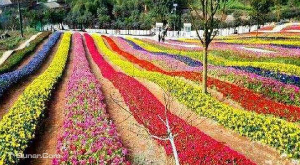 渝北大湾花仙谷花海风车节