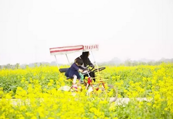 瑞安桐浦油菜花节第 6 张图片