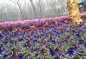 舜帝陵鸿彩花园第 5 张图片
