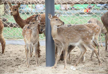 爱保野生动物世界第 3 张图片