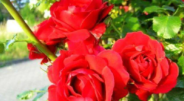 南昌首届国际玫瑰花展