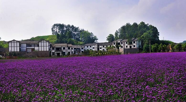 金佛山珍奇植物园